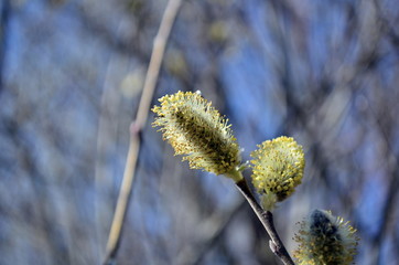 Flowering aspen branch, in the spring