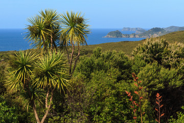 Fototapeta na wymiar The Bay of Islands, New Zealand. Native forest growing on the coastal cliffs near the town of Russell