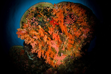 barriera corallina corallo © giorgiocavallaro