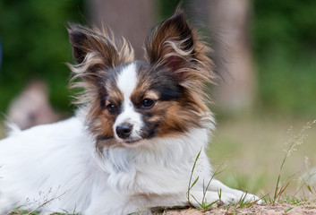 dog breed papillon portrait on nature