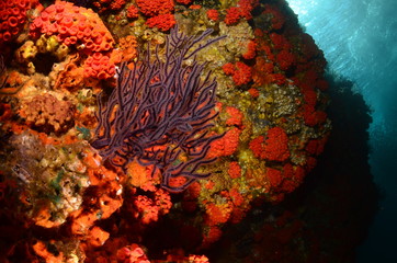 barriera corallina corallo © giorgiocavallaro