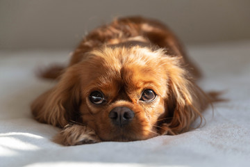 Dog relaxing in the sunlight