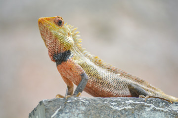 Oriental garden lizard Scientific name: Calotes versicolor Class: Reptilia