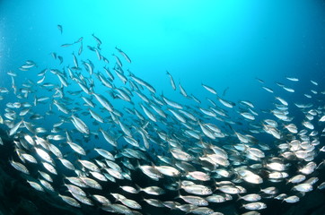 Naklejka na ściany i meble Pesci salpe sardine