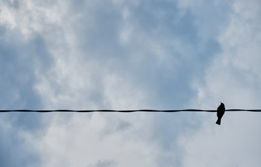 Black birds sitting on electric cable