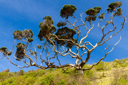 A pohutukawa tree with extensive possum damage in the Bay of Islands, New Zealand. The metal band around the trunk is to prevent possums from climbing the tree