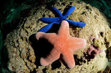 stelle marine
