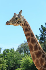Portrait of the long neck and head of a male giraffe
