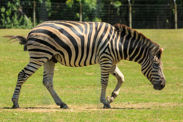 Fototapeta na wymiar A male plains zebra trotting in a grassy enclosure at a wildlife park