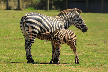 Fototapeta na wymiar A zebra foal suckling from its mother at a wildlife park