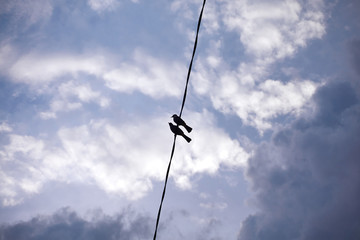 Black birds sitting on electric cable