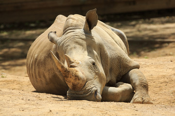 A southern white rhinoceros (aka square-lipped rhino) snoozing in the dirt