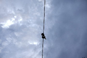 Black birds sitting on electric cable