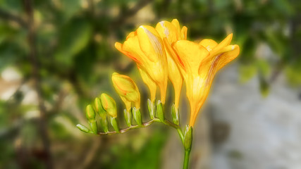 Closeup of freesia flowers and buds on blur background.  - Image