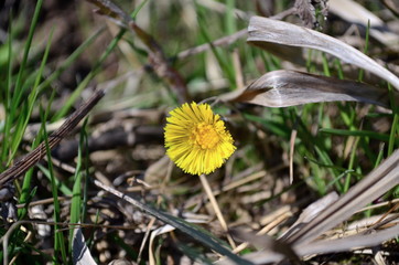 small beautiful yellow flower in spring