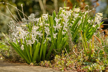 Fototapeta premium Beautiful flowering white hyacinth flowers with lavender on a sunny day in a German springtime garden. Seen in March in Germany.