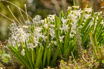 Fototapeta premium Closeup of beautiful flowering white hyacinth flowers with lavender on a sunny day in a German springtime garden. Seen in March in Germany.