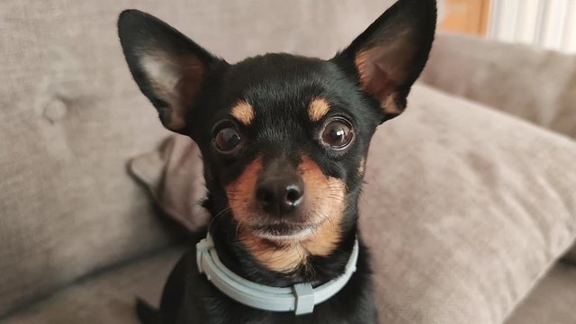 Portrait of a Cute little puppy dog toy terrier on a home background looking at the camera. Caring for pets.