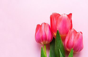 Obraz premium Beautiful tulips bouquet
