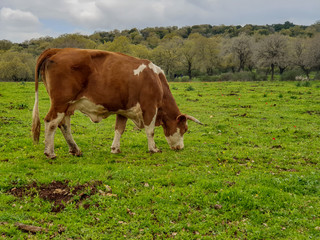Fototapeta na wymiar Brown White Cow Eating in a Green Field