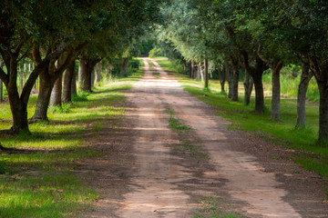 Fototapeta na wymiar Tree lined dirt road in the country