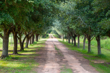Tree lined dirt road in the country