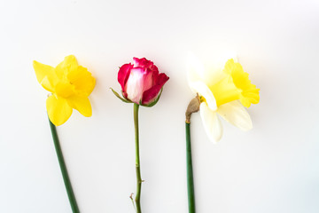 threesome of yellow and white daffodils and pink white rose arranged on white background - overhead view
