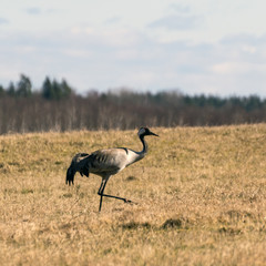 landscape with crane on cereal field in early spring