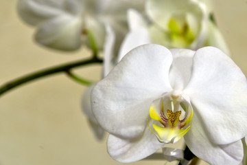 Fototapeta na wymiar The orchid with white petals
