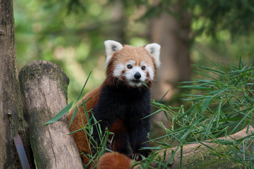 Fototapeta premium Red panda or Ailurus fulgens shot in a zoo while eating his lunch. Cute animal in its natural behaviour.