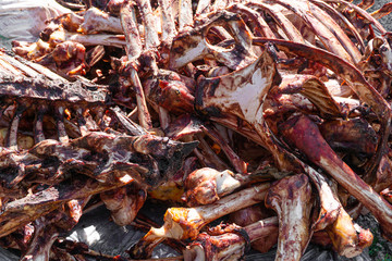 meat farm. bones with meat from animal cows. bones of meat animals.