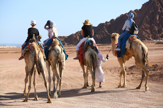 People Riding Camels In The Egypt Desert. Rear View