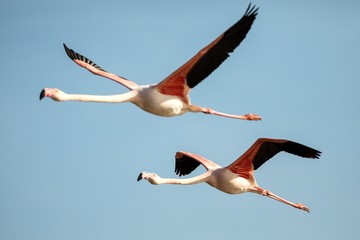 Flying Greater flamingo (Phoenicopterus roseus), Camargue, France, Pink bird on the blue sky. Action wildlife scene from nature. Nature travel in France.Flying Greater Flamingo, mediterranean vacation