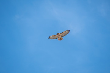 A red-tailed hawk flying in the sky.   Vancouver BC Canada