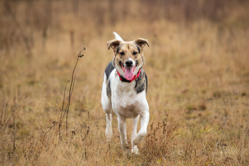 Happy dog running in autumnal countryside. Cloudy day