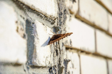 butterfly on wall