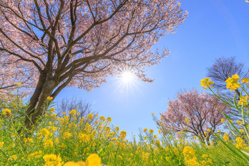 桜と菜の花