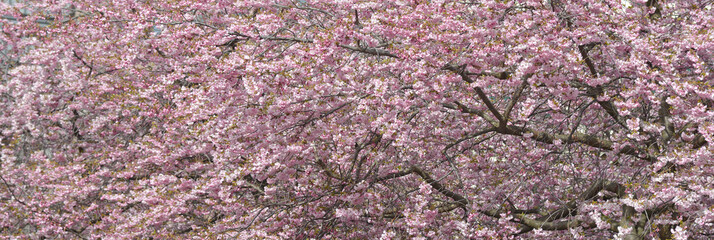 Pink blossoms on the branch