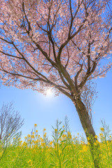Fototapeta premium 桜と菜の花