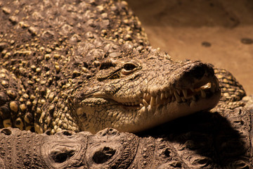 Crocodylus niloticus or Nile crocodile in the zoo. Two crocodiles lying together under the UV light.