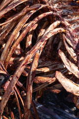 meat farm. bones with meat from animal cows. bones of meat animals.