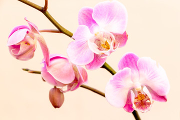 Obraz na płótnie Canvas Bonita orquídea phalaenopsis rosa sobre fondo claro