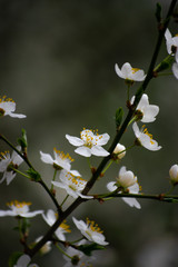 white flowers of tree
