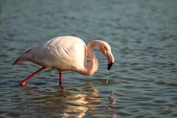 Greater flamingos (Phoenicopterus roseus) standing in water, Camargue, France, Pink birds, wildlife scene from nature. Nature travel in France. Flamingo with clear background, mediterranean vacation