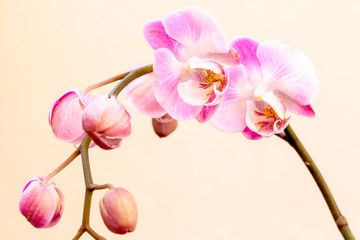 Bonita orquídea phalaenopsis rosa sobre fondo claro