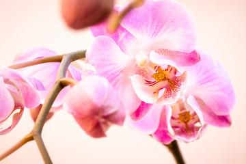 Obraz na płótnie Canvas Bonita orquídea phalaenopsis rosa sobre fondo claro