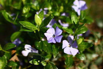 creeping plant on the ground with purple flowers and green leaves