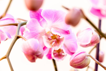 Fototapeta na wymiar Bonita orquídea phalaenopsis rosa sobre fondo claro