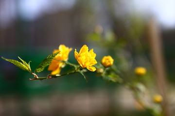 flowers on a branch of a yellow easter rose on a blurry spring background