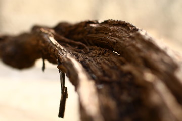 Brown trunk of an old vine